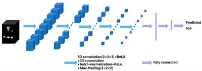 Predicting Brain Age of Healthy Adults Based on Structural MRI Parcellation Using Convolutional Neural Networks